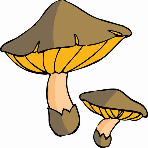 福州新东方厨师学校温馨提示:谨防夏季吃菌中