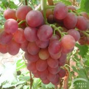 福州新东方厨师学校提示:秋季多吃葡萄消除内热