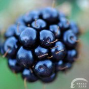 福州新东方厨师学校分享:英国顶尖营养师盘点黑莓的七大功效