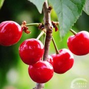 福州新东方厨师学校揭秘:樱桃的营养价值知多少?