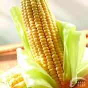 福州新东方厨师学校揭秘:玉米神奇的三大功效