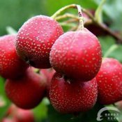 福州新东方厨师学校揭秘:六大秋季水果之王