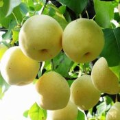 福州新东方厨师学校揭秘:秋季润肺去燥不可缺6种食物