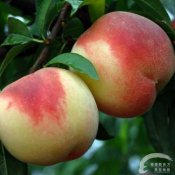 福州新东方厨师学校揭秘:十种营养水果 补充营养素