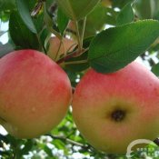 福州新东方厨师学校揭秘:常吃苹果的七大绝妙好处