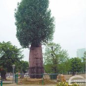福州新东方厨师学校食物趣谈:可解渴的萝卜树