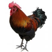 福州新东方厨师学校谈食论道:关于鸡的传说