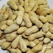 福州新东方厨师学校品美食:说花生