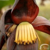 福州新东方厨师学校谈食说史:蕉蕾的前世今生