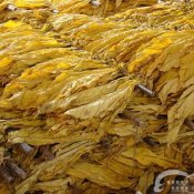 福州新东方厨师学校说食趣:美用烟叶制成食用蛋白