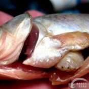 福州新东方厨师学校说食话:易藏匿寄生虫的几种食物