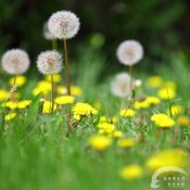 福州新东方厨师学校说食话:吃蒲公英可让人提神