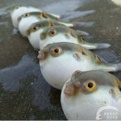 福州新东方厨师学校说食话美食危险榜(一)