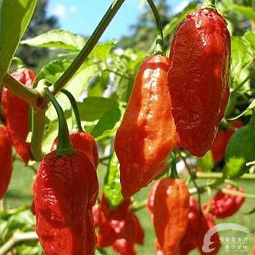 福州新东方厨师学校大食话:魔鬼椒是世界最辣的辣椒_新东方烹饪学校官方网站|新东方厨师学校|厨师培训|学厨师|福州厨师培训|福州厨师学校|厨师