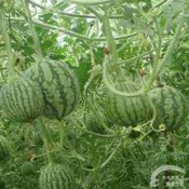福州新东方厨师学校品美食:兰州醉瓜