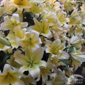 福州新东方厨师学校大食话:百合治咳嗽