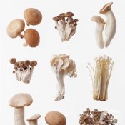福州新东方厨师学校品美食:让人垂涎欲滴的蘑菇盛宴