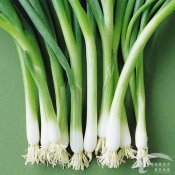 福州新东方厨师学校大食话:如何鉴别各类葱质量