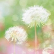 新东方厨师培训学校揭秘:您不可不知的蒲公英妙用