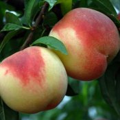 新东方厨师培训学校揭秘:食用有皮的水果蔬菜应该注意什么