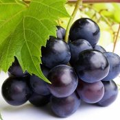 新东方厨师培训学校揭秘:吃葡萄有哪些鲜为人知的好处