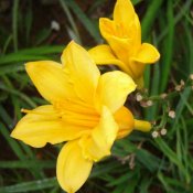 新东方厨师培训学校揭秘:吃鲜黄花菜会中毒吗