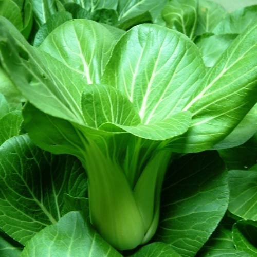 新东方厨师培训学校揭秘:怎样饮食调理节后胃