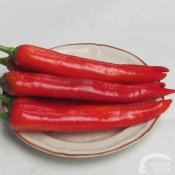 新东方厨师培训学校谈食话:墨西哥人的奇特饮食