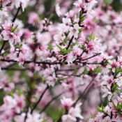 福建新东方厨师学校:在那桃花盛开的地方