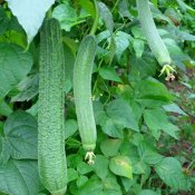 新东方厨师学校解析:细数吃丝瓜的6大食疗好处