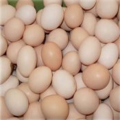 福建新东方烹饪学校说食话:午餐吃鸡蛋,下午不犯困