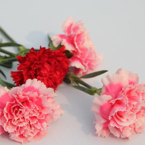 新东方厨师培训学校分享:世界各地的母亲节_新