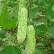 新东方厨师培训学校揭秘:夏天防暑降火的五种食物