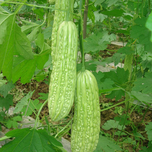 新东方厨师培训学校揭秘:夏天防暑降火的五种