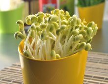 厦门厨师学校分享:保存豆芽的小窍门