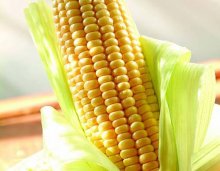 厦门烹饪学校揭秘:怎样吃玉米最有营养呢?
