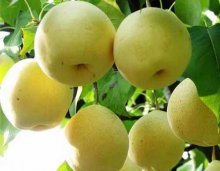 泉州烹饪培训学校全面解析:秋季食梨好时节②