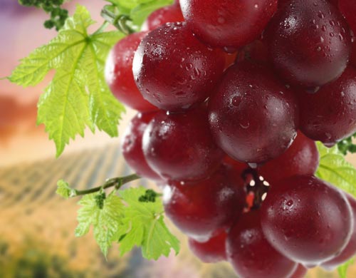 春季要少吃的四大水果--泉州厨师学校解析_新