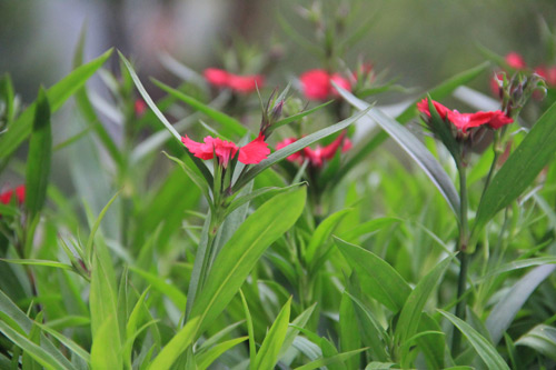 福建新东方烹饪学校