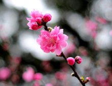 ڸ¶㡭